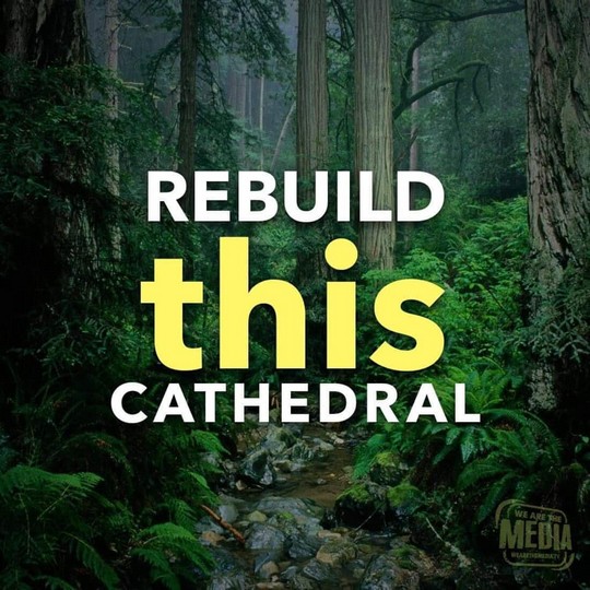 תבנו מחדש את הקתדרלה הזו: יערות