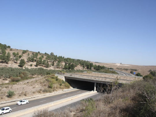 מעבר אקולוגי מעל כביש 70 צילם דותן רותם רשות הטבע והגנים