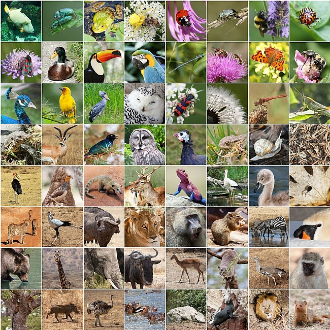 מגוון ביולוגי - חיות שונות - לכל אחת תפקיד במארג השלם של המגוון הביולוגי