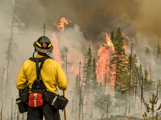 שריפות יער בקליפורניה, כבאי מביט לעצים הנשרפים, אוגוסט 2020
