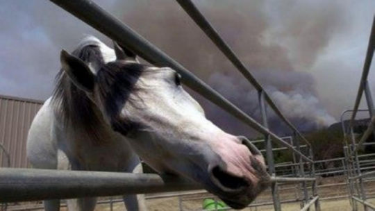 סוס מנסה לצאת מהמכלאה בגלל עשן השריפות. קליפורניה אוגוסט 2020