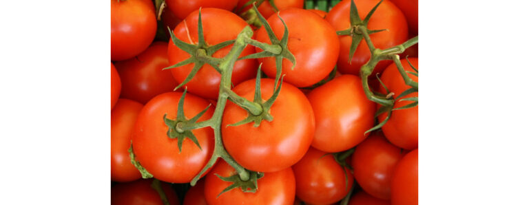 עגבניות - 130 ליטר מים לייצור ק"ג עגבניות - צילם לארס בלנקרס