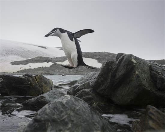 פינגווין רצועת הסנטר באנטארקטיקה / צילום: Christian slund, גרינפיס  