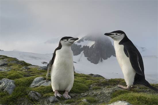 פינגוויני רצועת הסנטר באנטארקטיקה / צילום: Christian slund, גרינפיס  