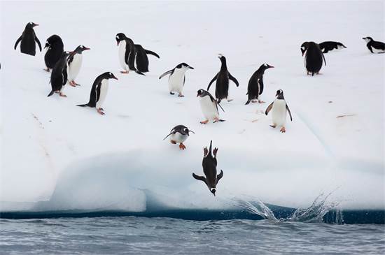 פינגווינים יוצאים לצייד בקפיצה מקרחון באנטארקטיקה / צילום: Abbie Trayler-Smit, גרינפיס  