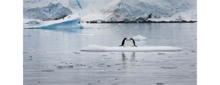 פינגווינים מזן ג'נטו במפרץ פאראדייס באנטארקטיקה / צילום: Abbie Trayler-Smit, גרינפיס