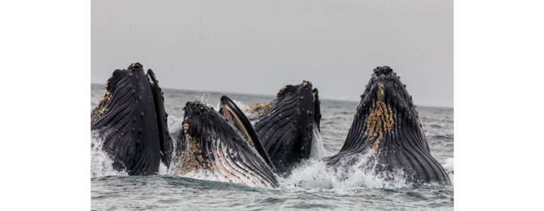 קבוצת לווייתנים באמצע סעודה | צילמה ויווק קומר