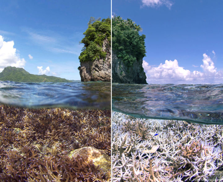 אלמוגים לפני ואחרי ארוע הלבנה. לרדוף אחרי אלמוגים.The Ocean Agency, Richard Vevers.