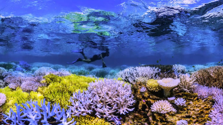 אלמוגים שמכסים עצמם בשכבה שמכילה חומר זוהר שנועד לדחות חומרי רעל שפוגעים בהם. מתוך הסרט 'לרדוף אחרי אלמוגים'. קרדיט: נטפליקס. הפקה של Exposure Labs