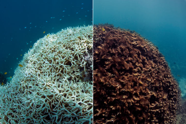 אלמוגים מתים. מתוך הסרט Chasing Coral. קרדיט The Ocean Agency, Richard Vevers