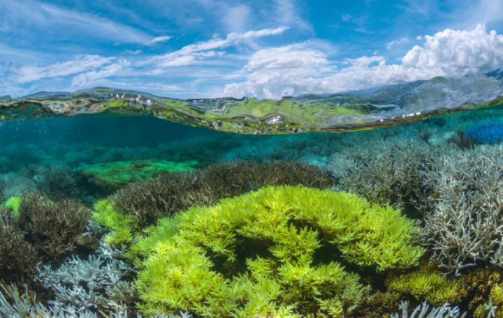 אלמוגים מתוך הסרט 'לרדוף אחרי אלמוגים' - Chasing Coral. קרדיט: The Ocean Agency, Richard Vevers