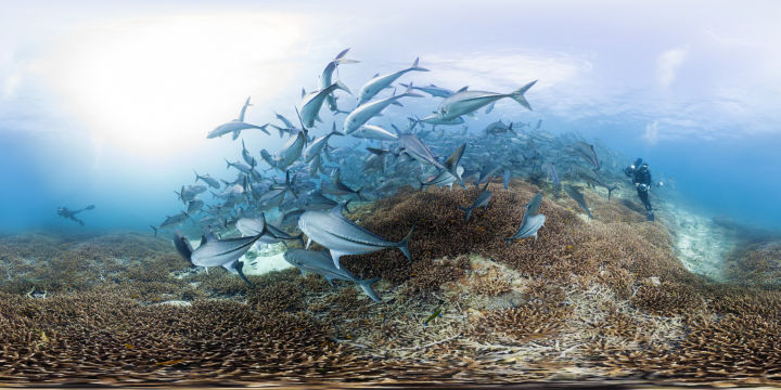 דגים ליד שונית אלמוגים. צילום: The Ocean Agency Seaview Survey Christophe Bailache