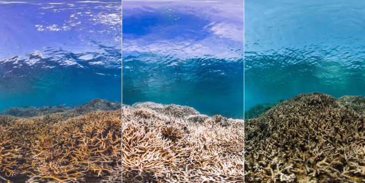 לפני ואחרי: אלמוגים חיים; הלבנת אלמוגים; אלמוגים מתים. american samoa (dec2014 / feb2015 / aug2015) credit: THE OCEAN AGENCY / XL CATLIN SEAVIEW SURVEY