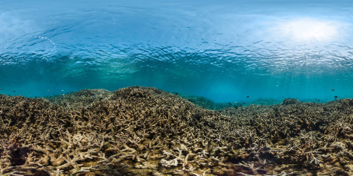 אלמוגים מתים. american samoa, aug 2015 Credit: The Ocean agency / xl catlin seaview survey
