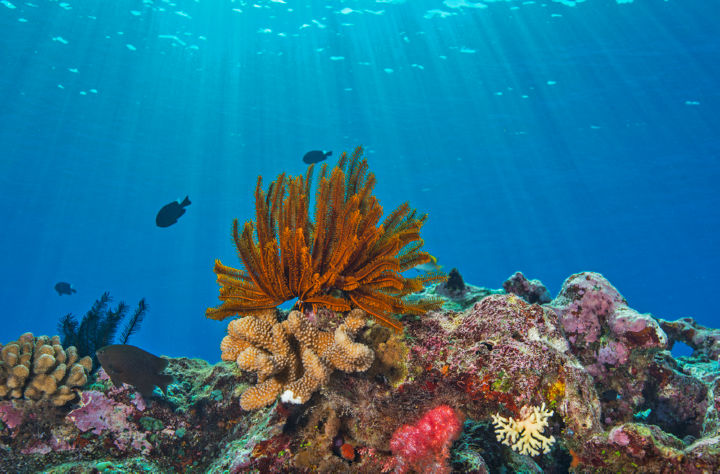 שונית האלמוגים הגדולה באוסטרליה, GREAT BARRIER REEF CREDIT: JAYNE JENKINS / CORAL REEF IMAGE BANK