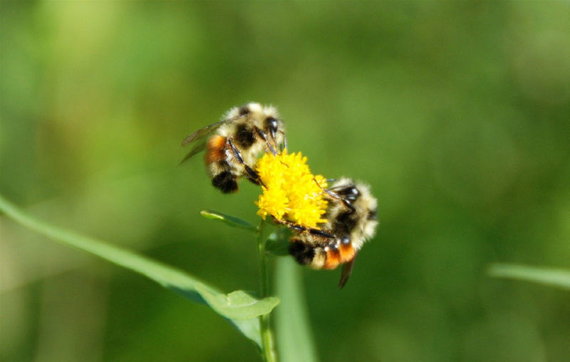 שתי דבורים מוצצות צוף ומאביקות פרח צהוב. צילום: Evita Ochel