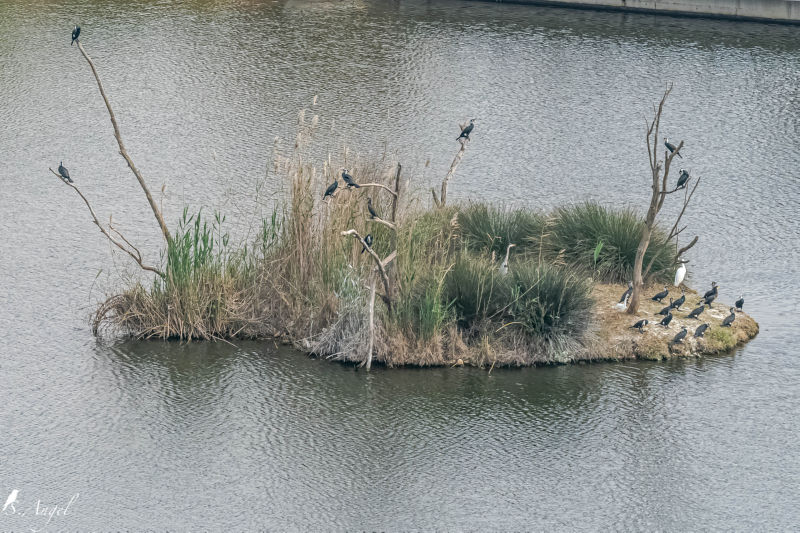 טבע עירוני. ציפורים באגם הוד השרון. צילם: שמוליק אנג'ל