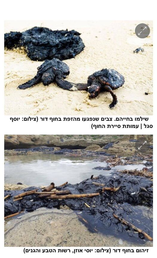 זיהום זפת בחוף דור, צבים שנפגעו בחוף דור | צילמו יוסף סגל, יוסי אוזן