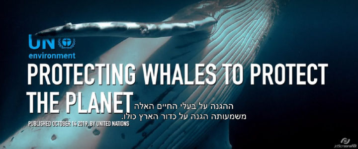 ההגנה על הלווייתנים משמעותה הגנה על כדור הארץ כולו