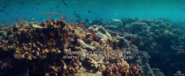 אבל כמעט אף אחד לא דיבר על העובדה שדגים חיוניים כדי לשמור על חיי האלמוגים.