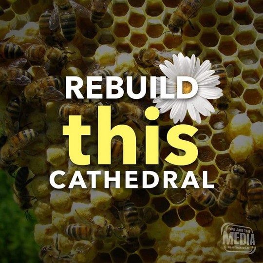 תבנו מחדש את הקתדרלה הזו: אוכלוסיית הדבורים מתמעטת במהירות