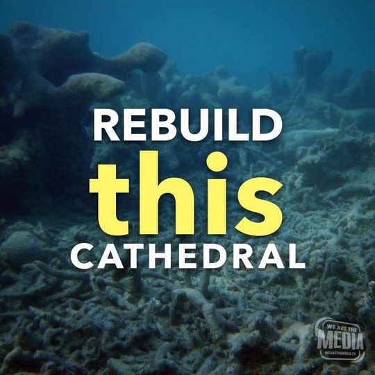תבנו מחדש את הקתדרלה הזו: שוניות האלמוגים