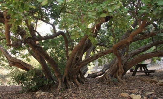 החרוב ביער ירושלים. צילם: יעקב שקולניק, אתר eyarok קק"ל